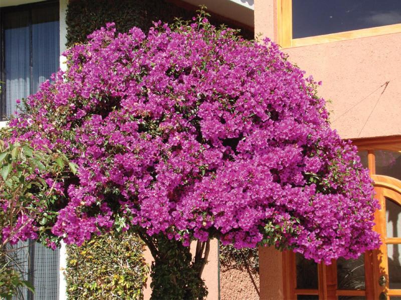 Hotel Arrecife De Coral San Cristóbal de Las Casas Esterno foto